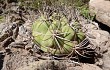 Vista previa de Gymnocalycium castellanosii