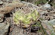 Preview photo Gymnocalycium castellanosii