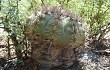 Anteprima di Gymnocalycium castellanosii