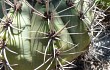 Preview photo Gymnocalycium castellanosii