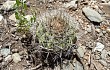 Preview photo Gymnocalycium castellanosii