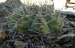 Anteprima di Gymnocalycium castellanosii