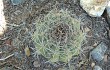 Anteprima di Gymnocalycium castellanosii