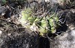 Anteprima di Gymnocalycium castellanosii