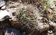 Vista previa de Gymnocalycium castellanosii