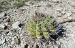 Preview photo Gymnocalycium castellanosii