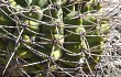 Vista previa de Gymnocalycium castellanosii