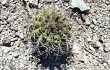 Preview photo Gymnocalycium castellanosii