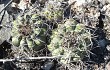 Anteprima di Gymnocalycium castellanosii