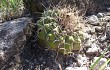 Vista previa de Gymnocalycium castellanosii