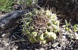 Anteprima di Gymnocalycium castellanosii