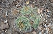 Anteprima di Gymnocalycium chiquitanum