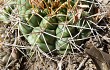 Vista previa de Gymnocalycium chiquitanum