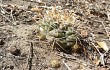 Preview photo Gymnocalycium chiquitanum