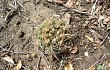 Preview photo Gymnocalycium chiquitanum