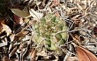 Anteprima di Gymnocalycium chiquitanum