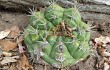 Preview photo Gymnocalycium chiquitanum