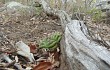 Vista previa de Gymnocalycium chiquitanum