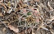 Preview photo Gymnocalycium chiquitanum