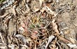 Preview photo Gymnocalycium chiquitanum