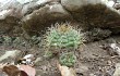 Preview photo Gymnocalycium chiquitanum