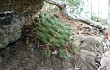 Anteprima di Gymnocalycium chiquitanum