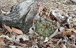 Anteprima di Gymnocalycium chiquitanum