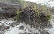 Vista previa de Gymnocalycium chiquitanum