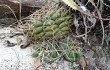 Vista previa de Gymnocalycium chiquitanum