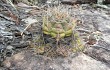 Vista previa de Gymnocalycium chiquitanum