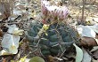 Preview photo Gymnocalycium eurypleurum