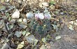 Vista previa de Gymnocalycium eurypleurum