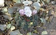 Anteprima di Gymnocalycium eurypleurum