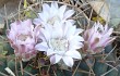 Anteprima di Gymnocalycium eurypleurum