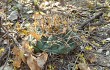 Preview photo Gymnocalycium eurypleurum