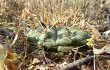 Anteprima di Gymnocalycium eurypleurum