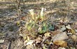 Anteprima di Gymnocalycium eurypleurum