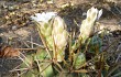 Anteprima di Gymnocalycium eurypleurum