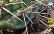 Preview photo Gymnocalycium eurypleurum