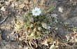 Anteprima di Gymnocalycium eurypleurum