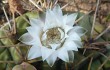 Anteprima di Gymnocalycium eurypleurum