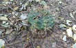 Anteprima di Gymnocalycium eurypleurum