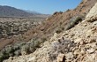 Vista previa de Gymnocalycium ferrarii