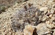 Vista previa de Gymnocalycium ferrarii