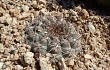 Vista previa de Gymnocalycium ferrarii