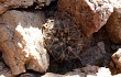 Vista previa de Gymnocalycium ferrarii