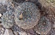 Vista previa de Gymnocalycium ferrarii