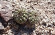 Preview photo Gymnocalycium ferrarii