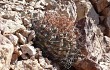 Preview photo Gymnocalycium ferrarii