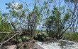 Vista previa de Gymnocalycium horstii